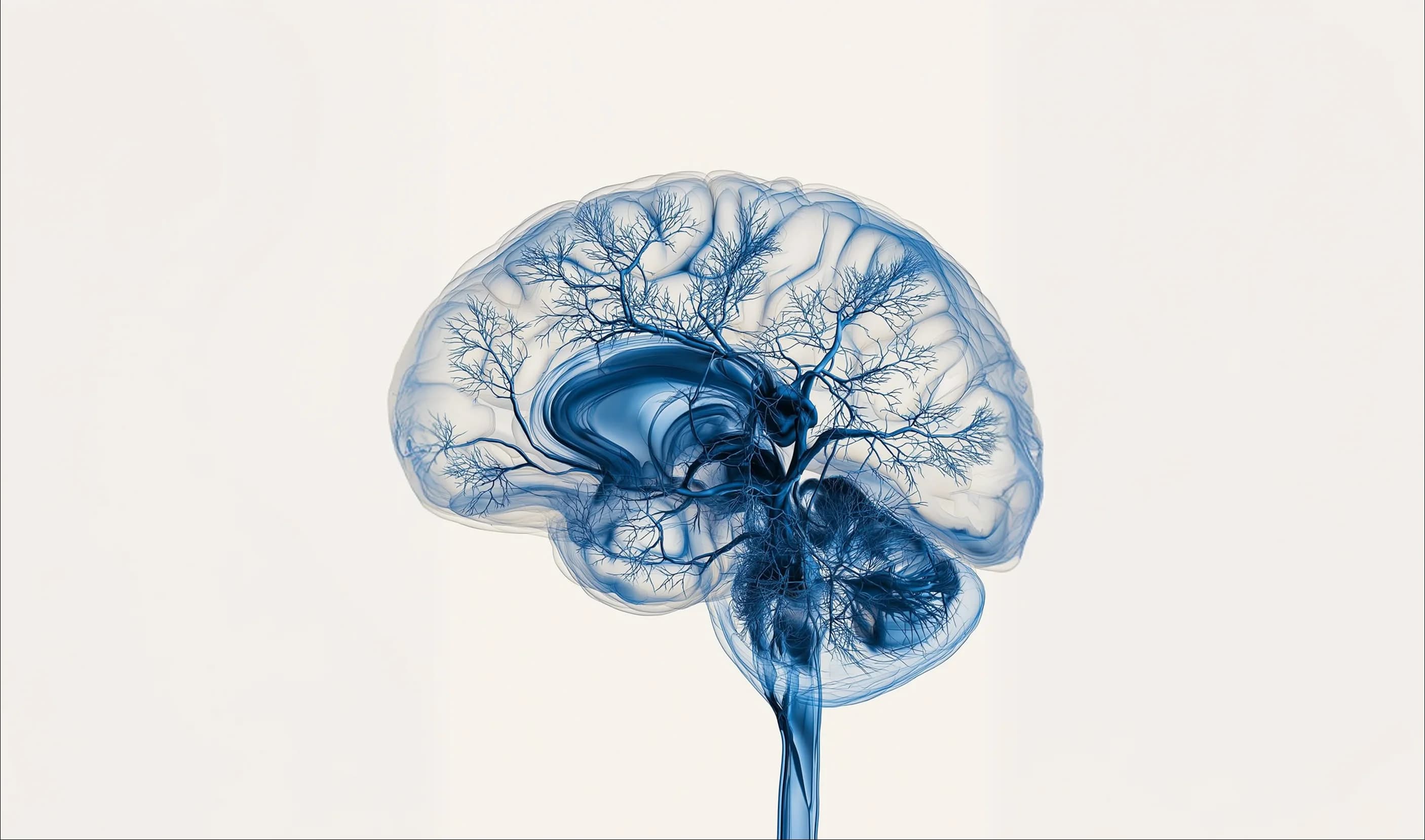 Cognitive peptides in 2026: an honest look at Semax, Selank and Dihexa